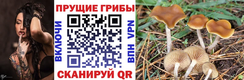 Купить где Козловка Псилоцибиновые грибы прущие грибы